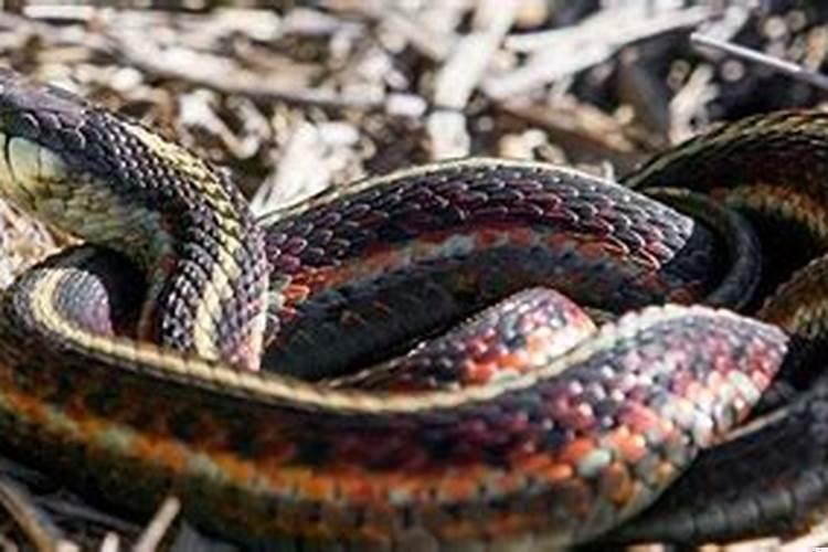 农历1978年属马的是什么命