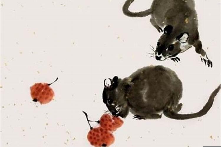 属鼠的女孩喜欢什么样的男孩