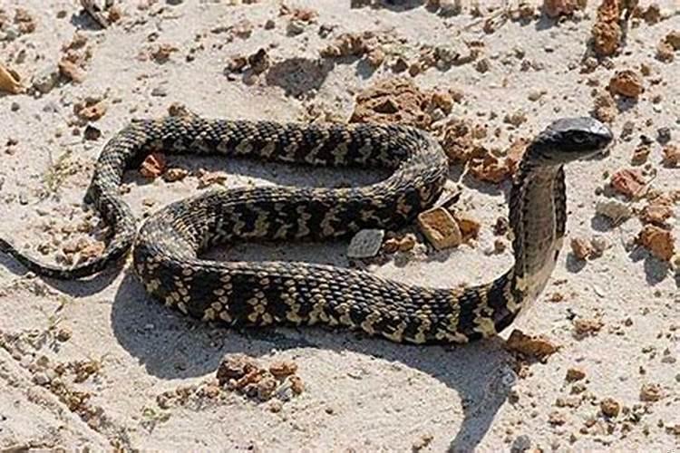 梦到蛇咬手指但没出血预示着什么预兆