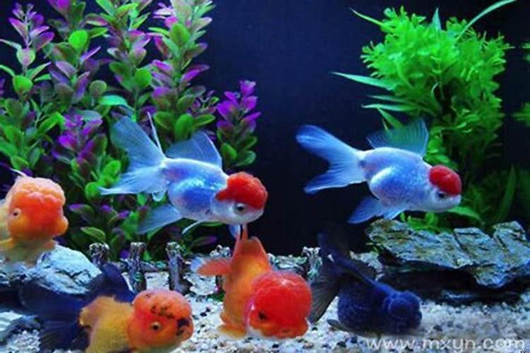 梦见水里有金鱼和乌龟