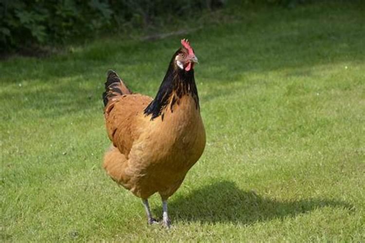 1981年属鸡人一生婚姻如何