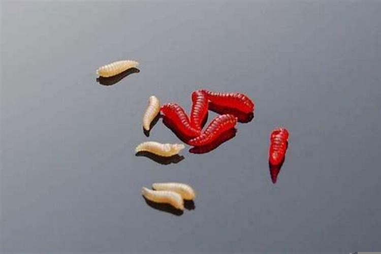 梦到蛆什么预兆周公解梦