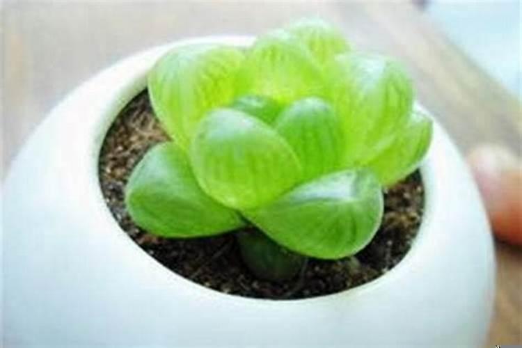 属鸡的种什么植物旺财