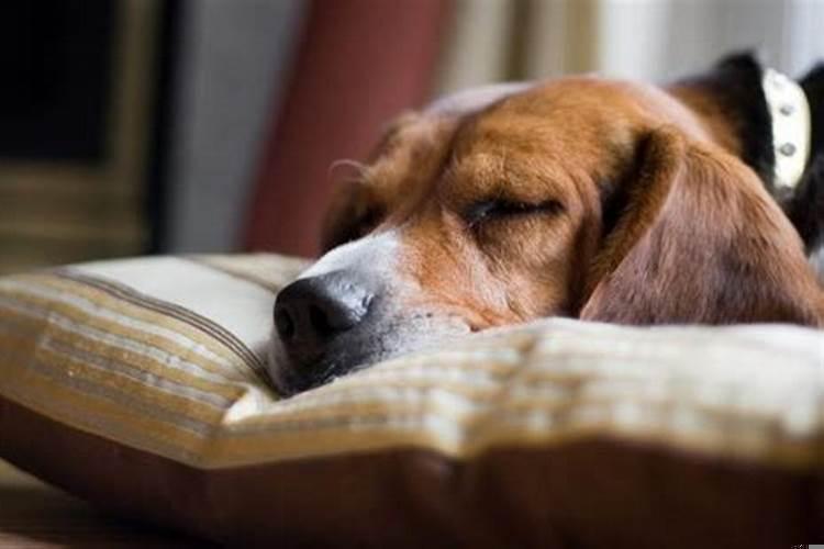 狗狗的梦里有什么