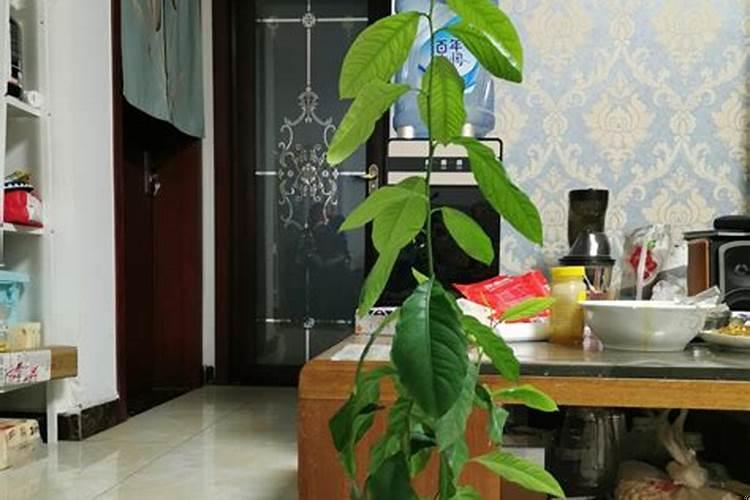 果树只长高不长粗容易倒怎么办