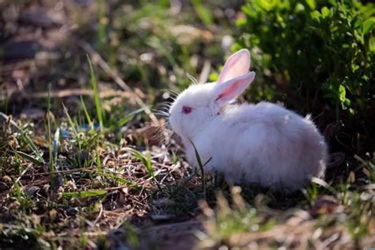 兔宝宝什么月份出生最好