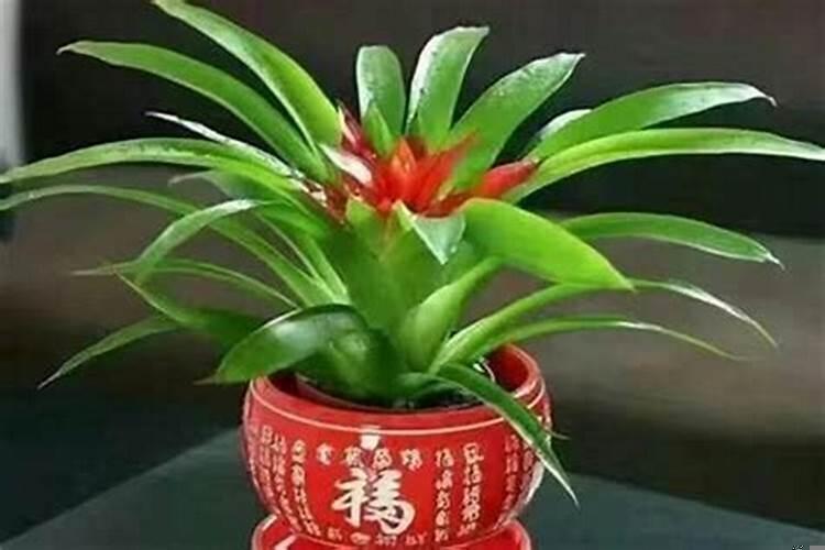 大厅放什么植物旺财身体好