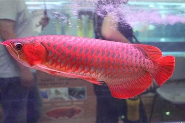 驱蚊植物有效果吗知乎