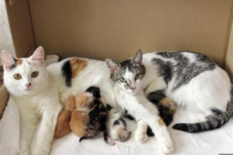 梦见开车刹不住车了