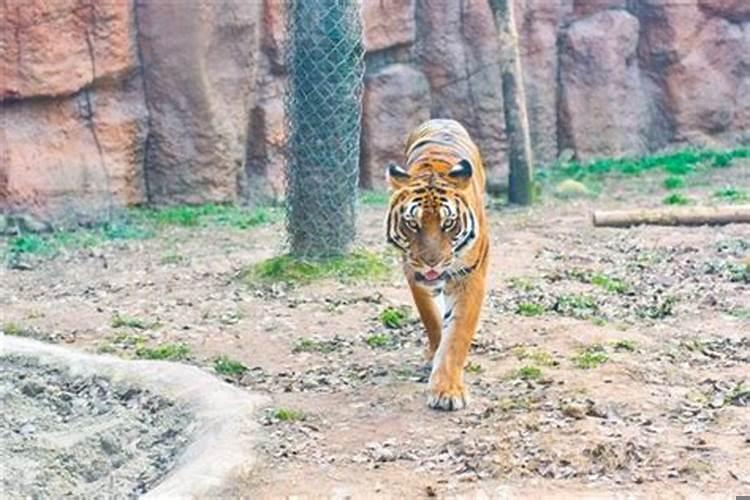 孕妇梦见老虎追我是什么预兆