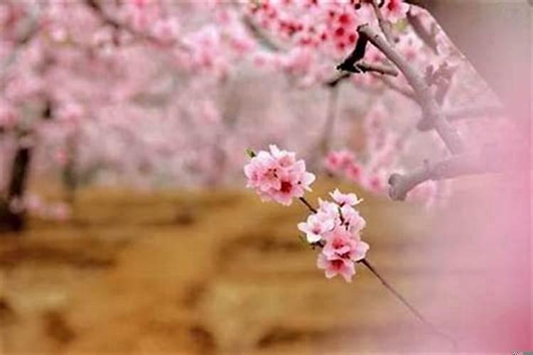 如何提升桃花运玄学