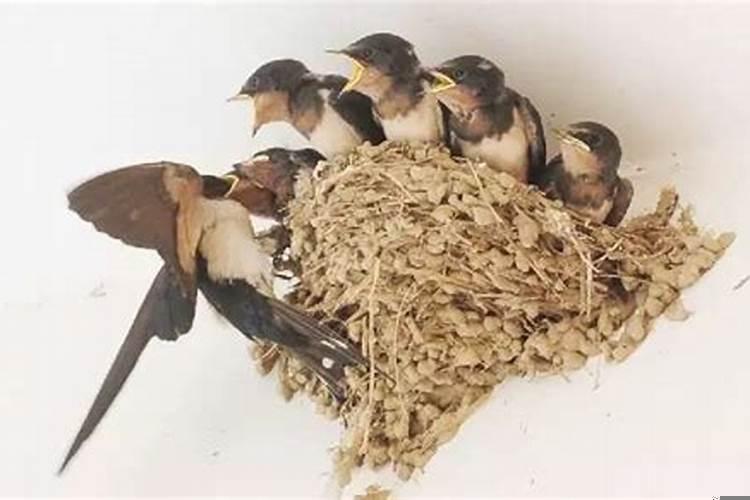燕子窝坏了怎么办小妙招