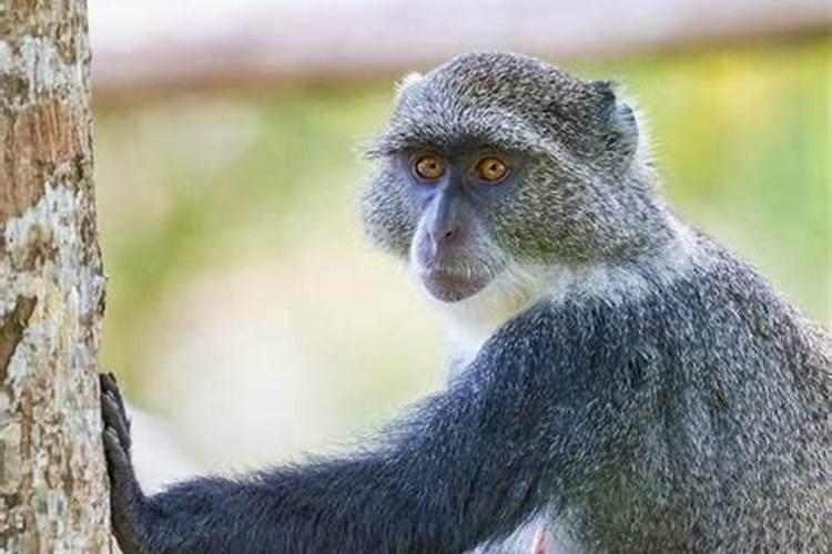 生肖猴一生躲不过的克星