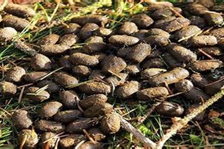 梦见自己抓了一手屎抹在爸爸脸上