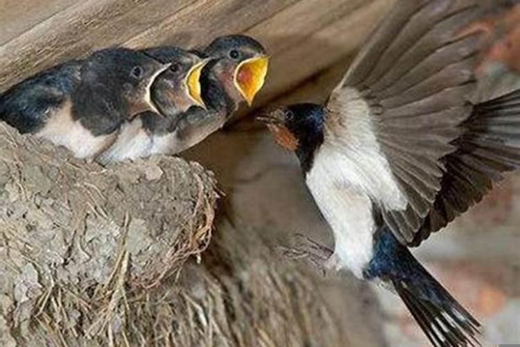 燕子到家做窝什么时候发财