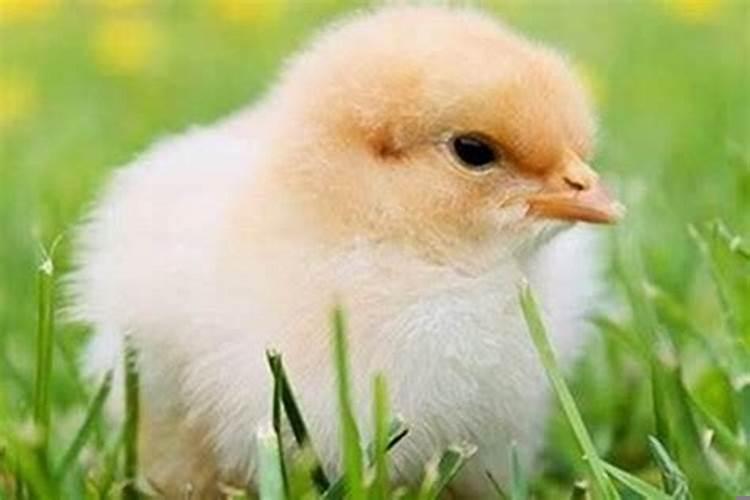 生肖鸡一辈子的靠山是谁