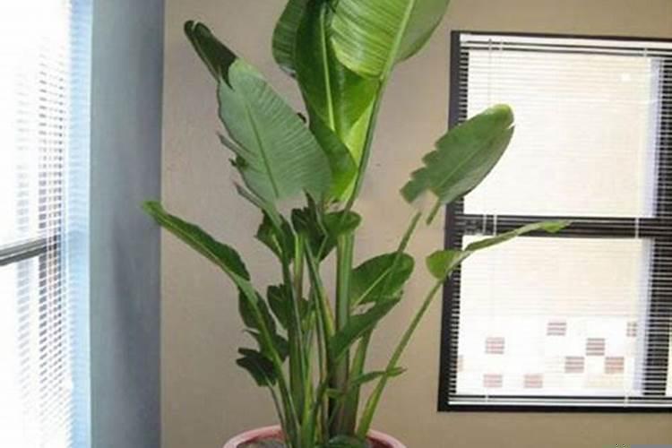 揭秘能给家中带来好风水的植物吗