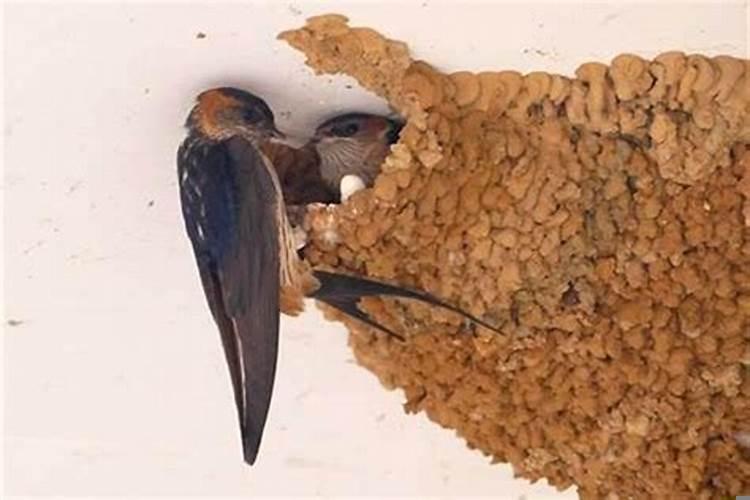 燕子到家做窝什么时候发财