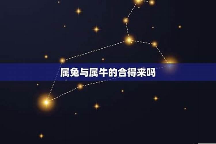 属兔和属牛有没有缘分