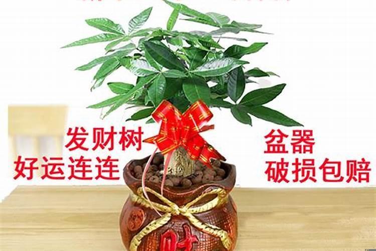 八种植物招财又旺宅发财树