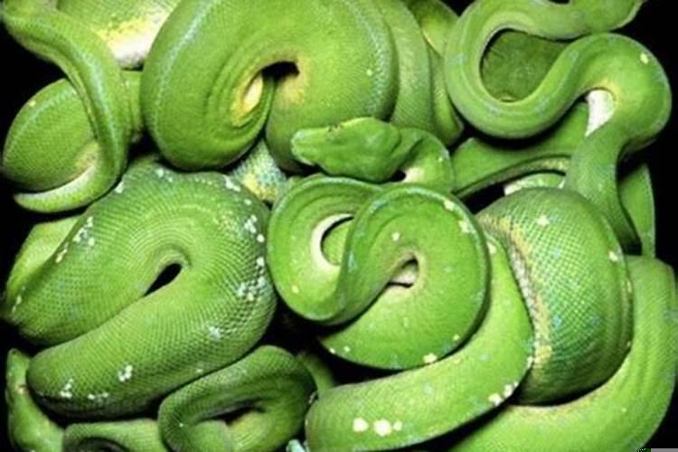 男人梦见一大堆蛇