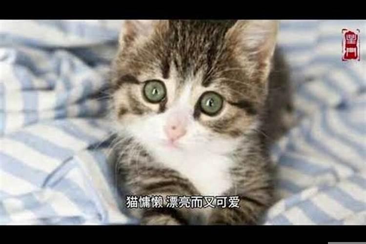 梦见猫是什么预兆呢女性