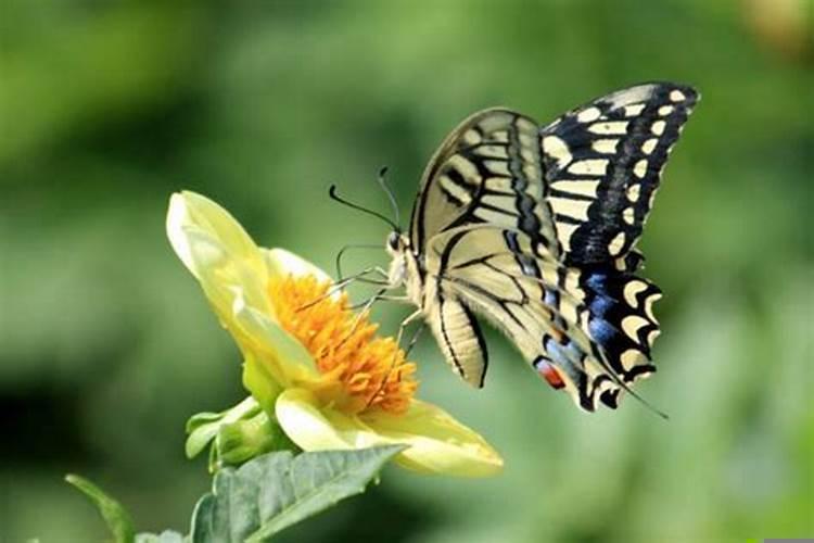 没有桃花运的女人怎么办