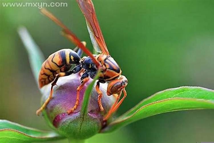 女人梦见自己被马蜂蛰是什么意思呢