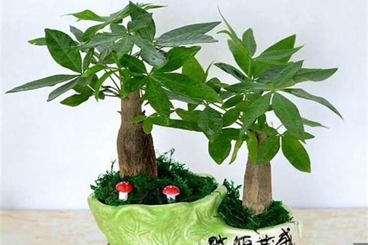 发财树的养殖方法和注意事项详解