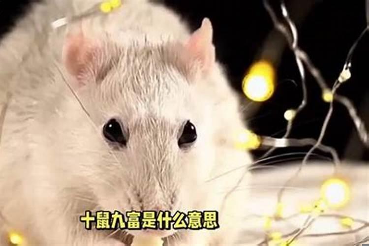 十鼠九富是什么意思