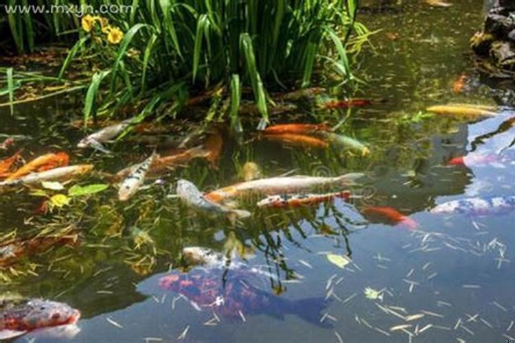 梦见池塘里有好多鱼和螃蟹