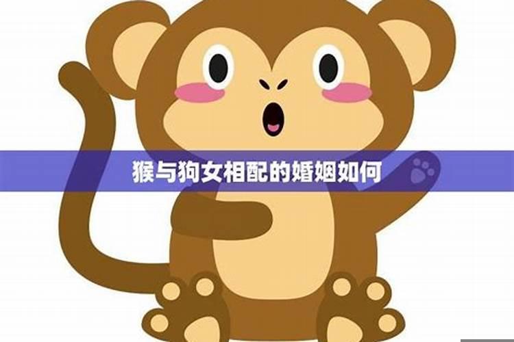 狗与猴相配的婚姻如何在一起好吗