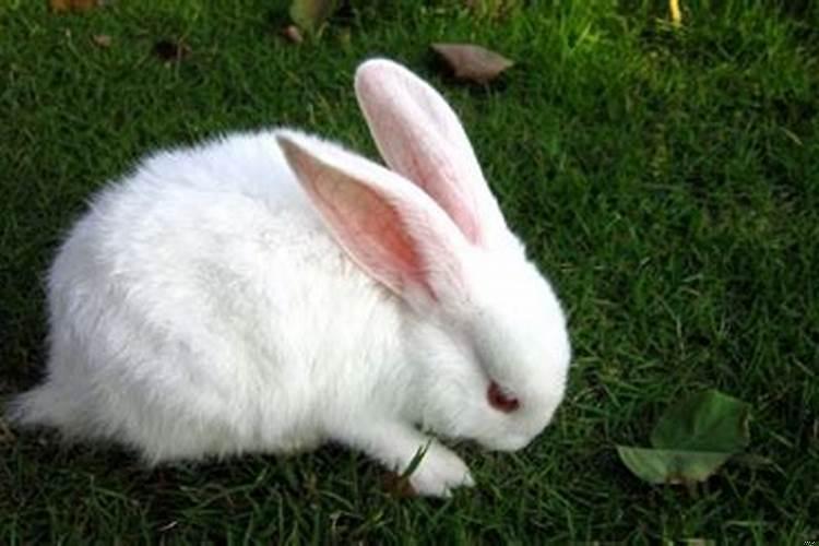 属猪的和属兔的配吗猪和兔合不合