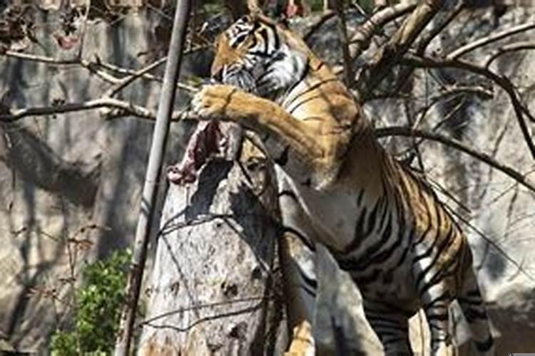 孕妇梦见老虎追我是什么预兆