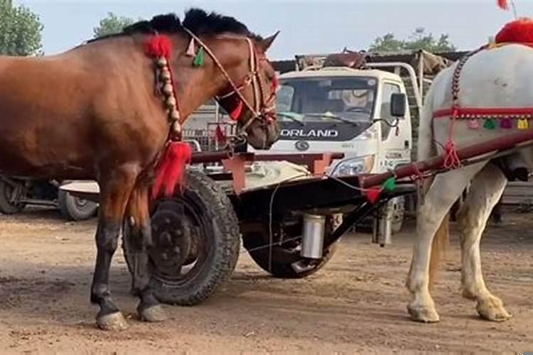 做梦梦见两匹白马是什么