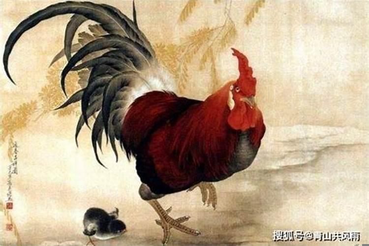 属鸡的今年冲太岁吗