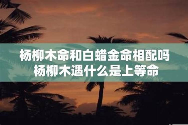 白蜡金命女和大林木男配吗