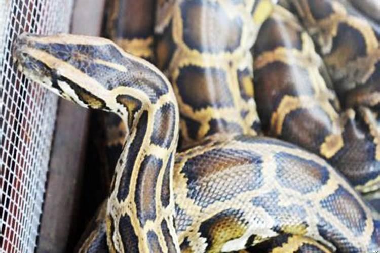 做梦遇到两条蟒蛇