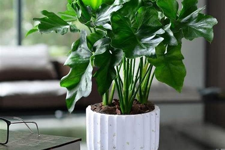 八种植物招财又旺宅发财树