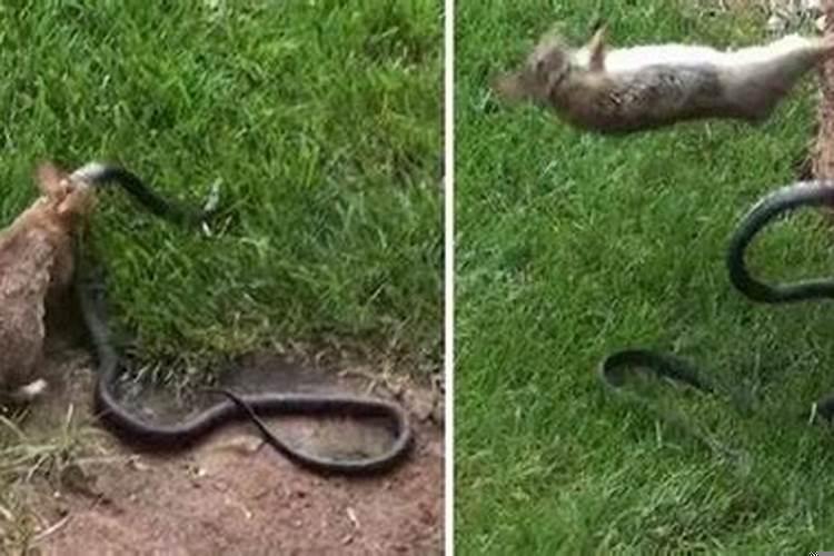 梦见被蛇和兔子咬了是什么意思