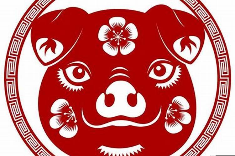 属猪的和属兔的配吗猪和兔合不合