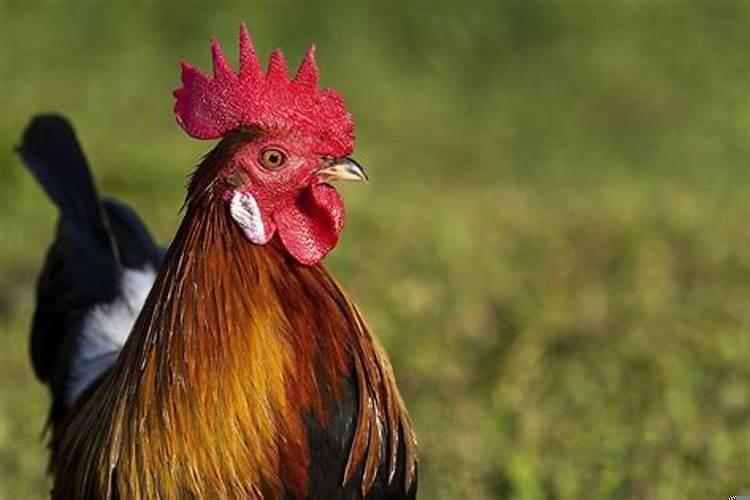 属鸡的人聪明不聪明