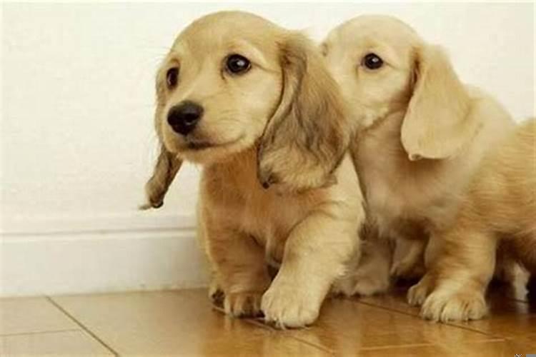 1982年属狗的运程