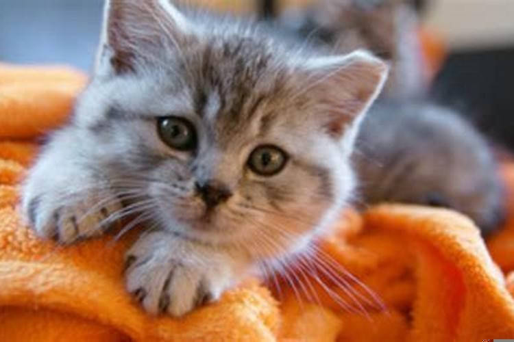 梦见猫是什么预兆呢女性