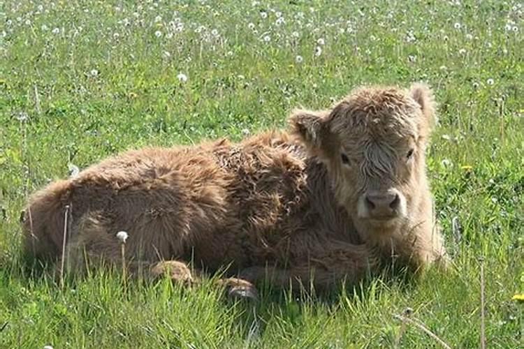 梦到死牛是什么预兆