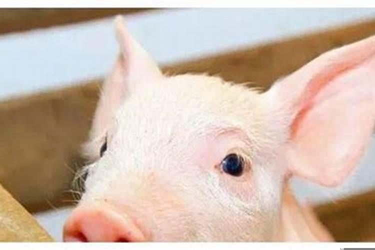 生肖鸡一辈子的靠山是谁