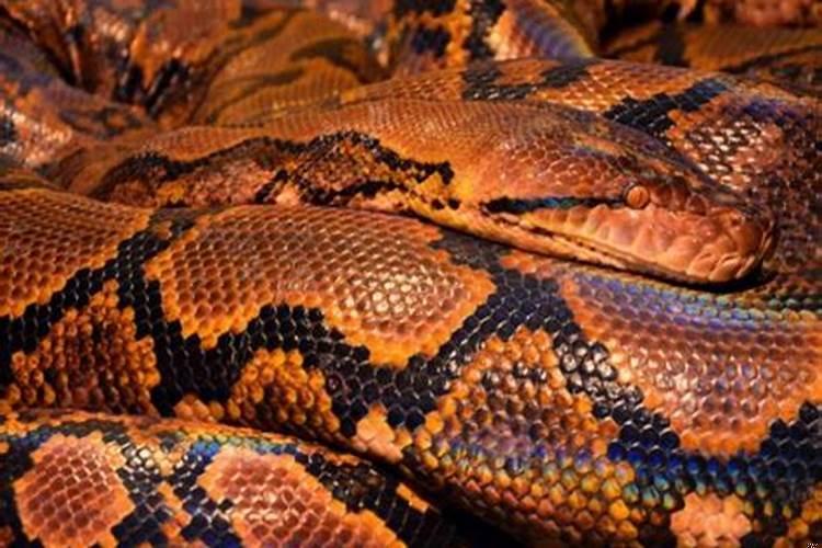 梦见坐船在大河中行驶?