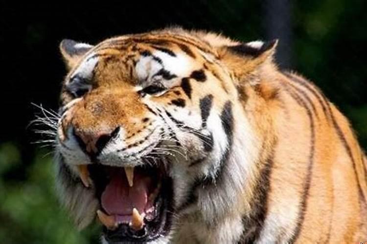 梦到老虎咬我手代表着什么寓意