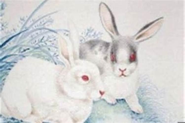 属兔一生运势运程如何