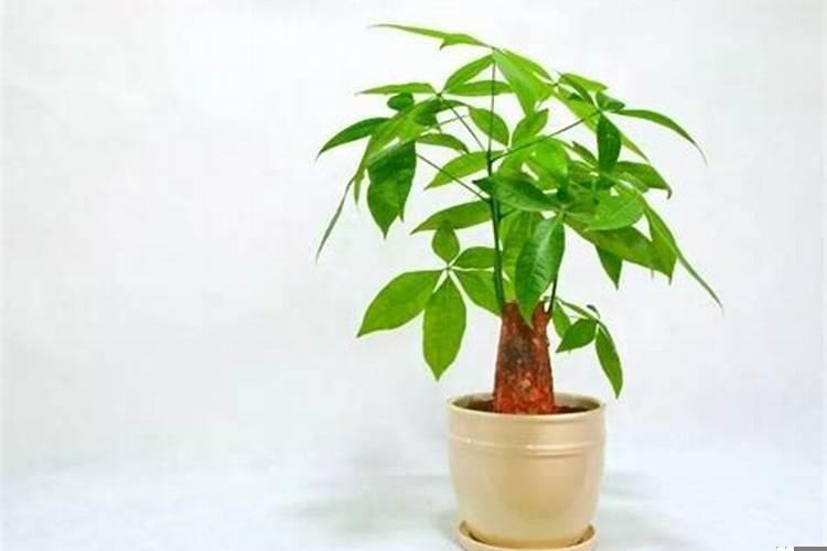 发财树的养殖方法和注意事项详解